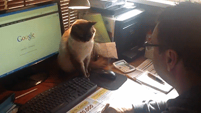 YOSPOS-cat-attacks-hand-mouse-stop-posting-do-not-post-14315569900.gif