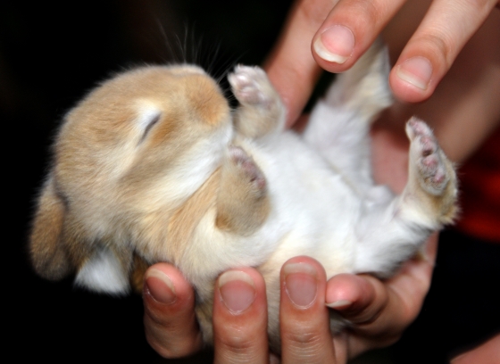 Tags: baby rabbit in palm hand