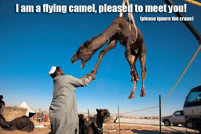 camel-flying-crane-pleased-meet-1271199159h.jpg