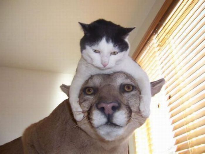 cat%20-on-lions-head-chilled-12948748901.jpg