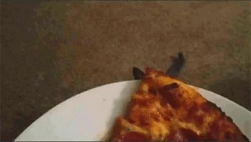 Image result for cat eating pizza gif