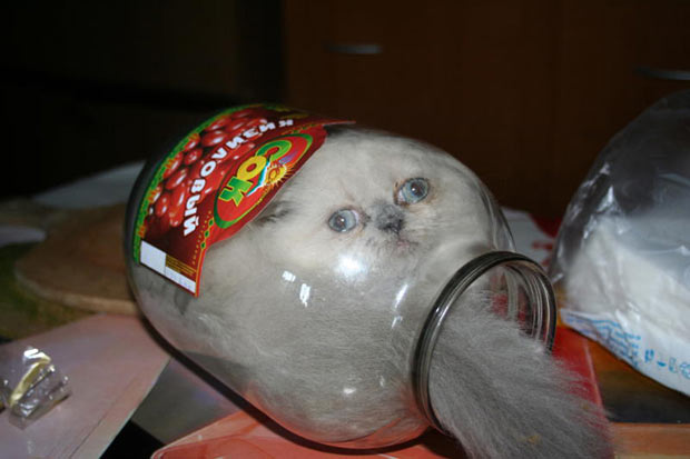 cat-in-jar-cok-stuck-1298144751i.jpg