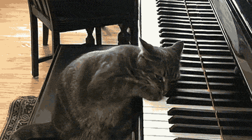 [Image: cat-playing-piano-jamming-mashing-the-ke...095100.gif]