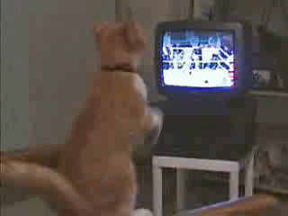 cat-shadow-boxing-watching-TV-1355414069i.gif?id=