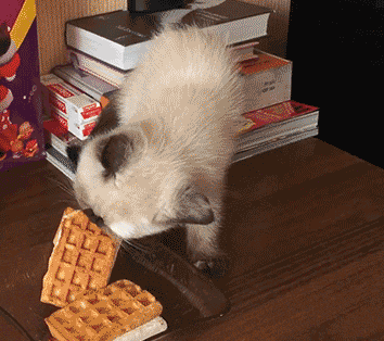 cat-stealing-ice-cream-sandwich-falls-off-table-kitten-14262897140.gif