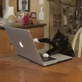 cat-using-computer-cat-internet-frantic-typing-laptop-1434718231E.gif