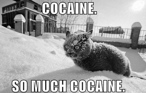cocaine-cat-snow-much-eyes-1291859099d.j