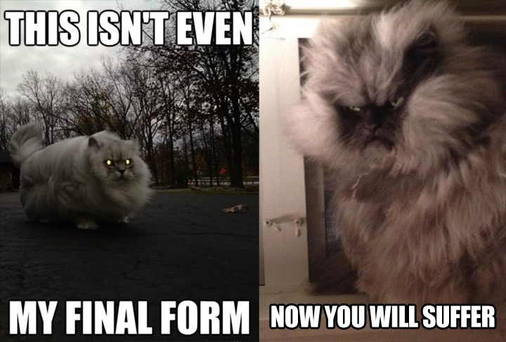 colonel-meow-this-isnt-even-my-final-form-now-you-will-suffer-pokemon-cat-1354229575Z.jpg