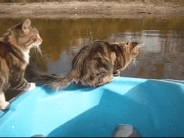 crazy-cat-jumps-off-boat-water-14121840004.gif