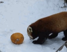 GIF PARTY! - Page 3 Cute-red-panda-playing-pumpkin-snow-1412545762e