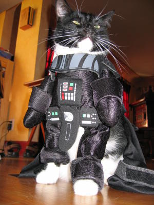 Tags Darth Vader Cat Star Wars Latest Funny Pics From Around The Web
