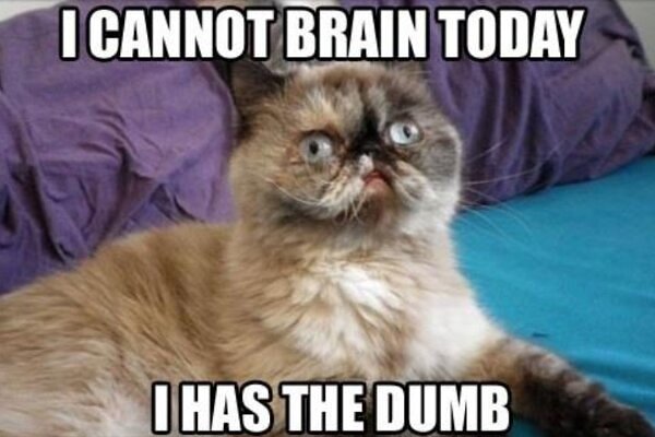 derp-cat-I-can-not-brain-today-has-the-d