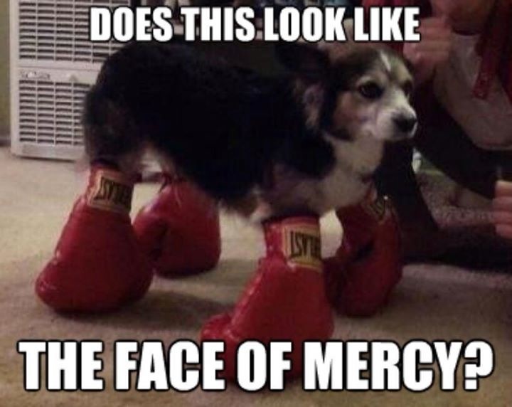 Tags: does-this-look-like the-face-of mercy dog boxing-gloves