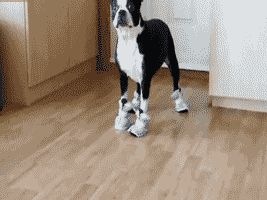 dog-boxer-slippers-mittens-sillywalk-1324471352s.gif