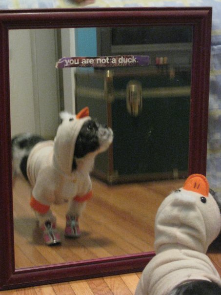 Pic tags:Pic tags dog mirror duck costume not