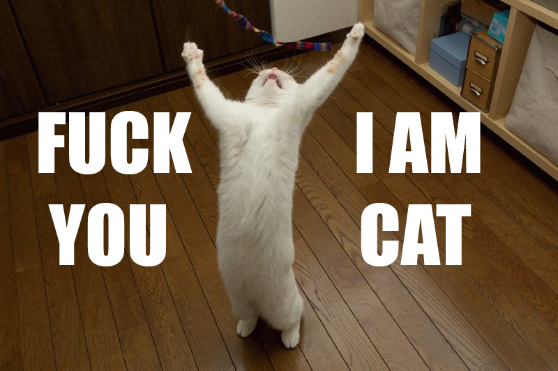 Pic tags:Pic tags f you I am cat