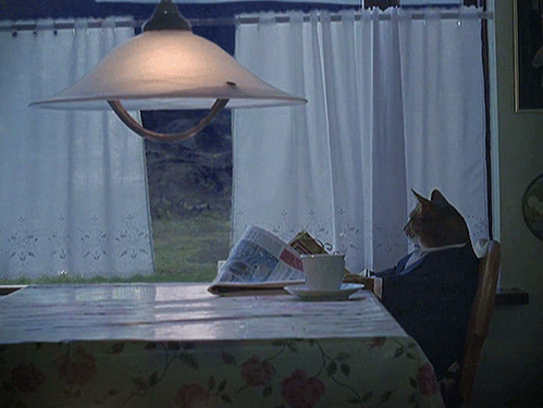 [Image: I-should-buy-a-boat-animated-cat-meme-re...92708s.gif]