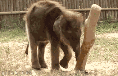 baby-elephant-falls-over-leaning-on-stic