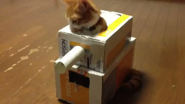 cat-cardboard-tank-hates-it-escape-13592971309.gif