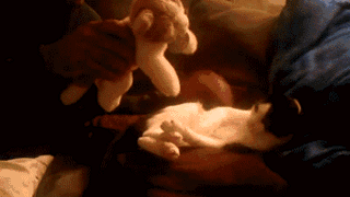 cat-grabbing-teddy-cuddle-toy-1382656928