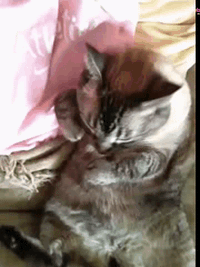 cat-hugs-hand-stroke-bed-13594158768.gif