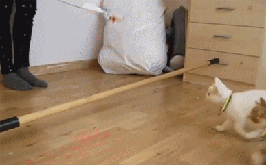 Funny picture #3046 tags: cat jump stick faceplant fail