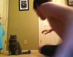 cat-knock-out-swipe-punch-kid-13835063818.gif