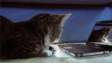 cat-laptop-shocked-face-yospos-1353872280e.gif