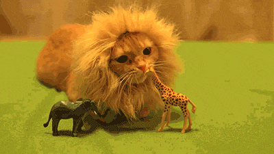 cat-lion-costume-bites-giraffe-139023337