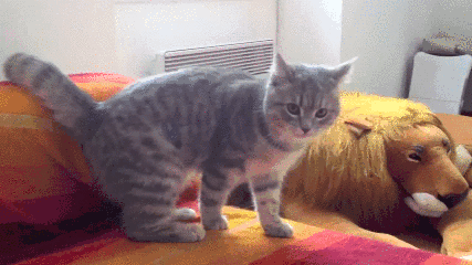 cat-sonic-roll-off-couch-13661588158.gif