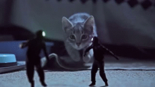 cats-kittens-on-the-beat-sock-robbers-fighting-1361320818e.gif