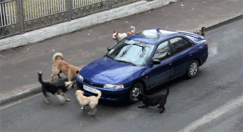 dogs-bullying-car-barking-road-135135374