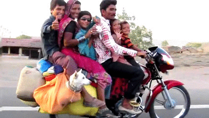 family-dog-india-motorcycle-bike-1364575869c.gif