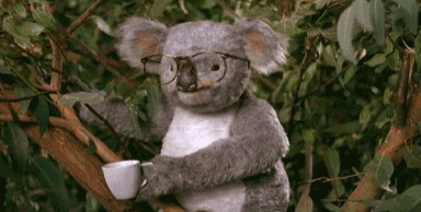 koala-bear-punched-face-glasses-13670835