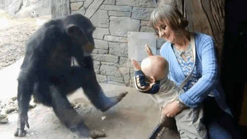 monkey-ape-trying-to-kick-babys-head-13905887698.gif