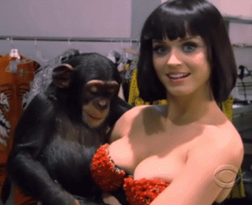 monkey-playing-Katy-perry-boobs-point-