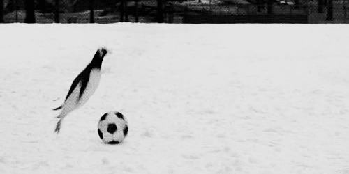 penguin-soccer-football-slide-tackle-1365637733a.gif?id=394