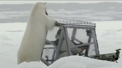 polar-bear-attacks-camera-man-BBC-The-Polar-Bear-Family-and-me-13575128878.gif