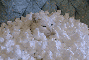 Tags: polystyrene-packing-chips dropped cat not-happy accepting