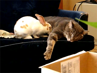 rabbit-cuddling-cat-couch-snug-1356319335D.gif