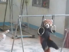GIF PARTY! - Page 3 Red-panda-pull-ups-tricks-show-1367024227a