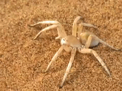spider-rolling-desert-sand-nope-1360667139f.gif