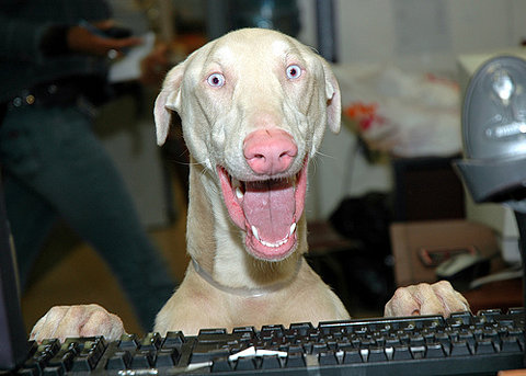 http://iruntheinternet.com/lulzdump/images/happy-dog-using-a-keyboard-12604726303.jpg