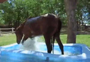 horse-gets-in-swimming-pool-paddling-pool-loving-it-1405171938a.gif