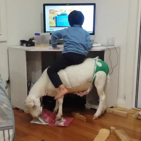 kid-sitting-on-goat-computer-random-watc