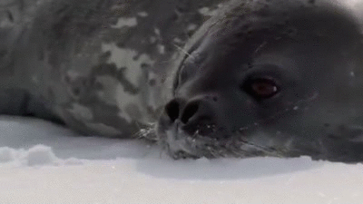 killer-whale-slowly-pulling-seal-into-water-sneak-i-cant-sad-14008013373.gif