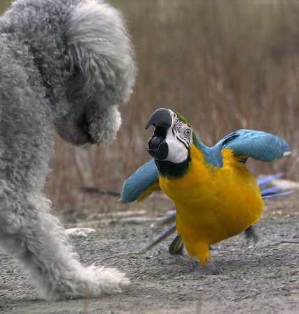parrot-squarks-dog-bird-angry-12711479970.jpg