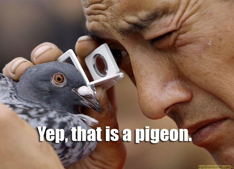 pigeon-obvious-yep-thats-examin-12710337