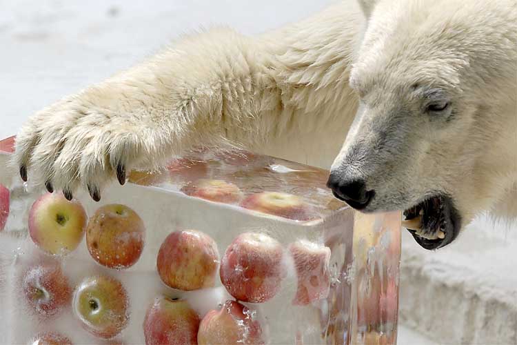 polar-bear-loves-ice-apples-1256133842s.jpg