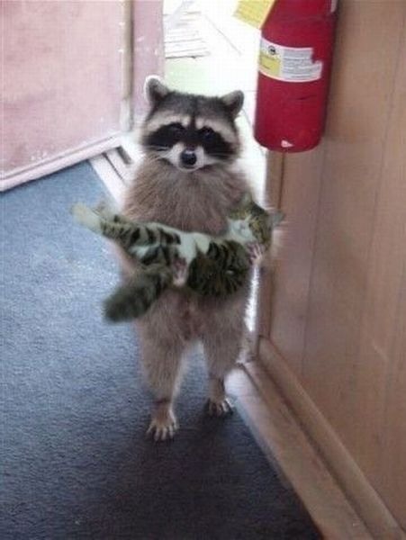 Pic tags:Pic tags raccoon holding cat baby cradle